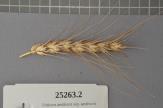 Click for 1 image(s) for this accession. Spike